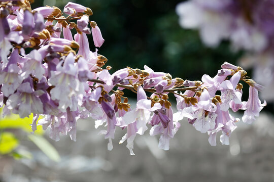 泡桐花