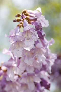 泡桐花