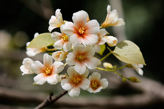 油桐花