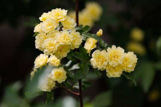 黄木香花