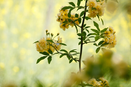 黄木香花
