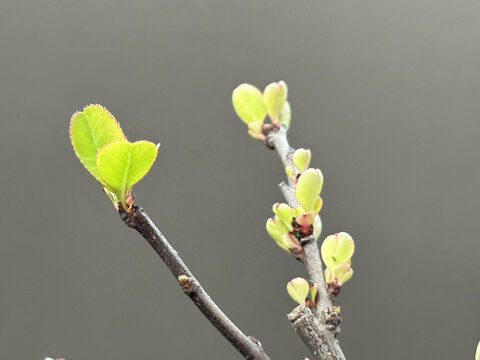 植物叶片特写