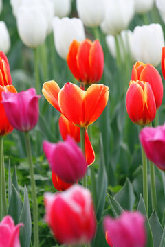 郁金香花海