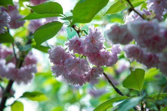 重瓣樱花