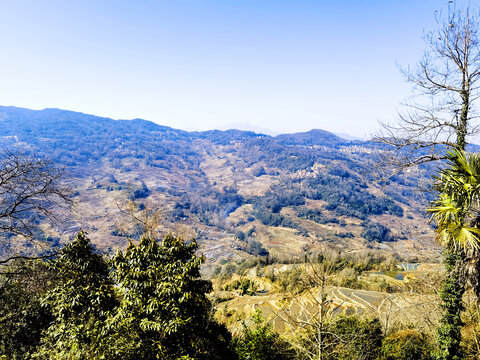 田野田野