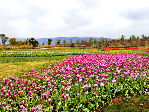 郁金香花海