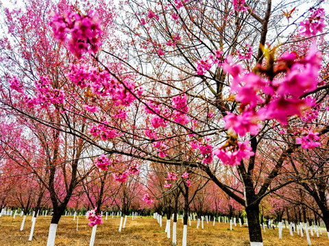 樱花