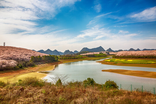 贵州安顺市平坝樱花盛景