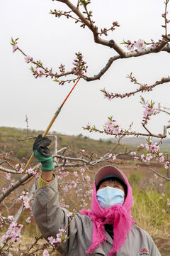 桃花桃农农民授粉