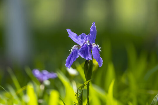 鸢尾花