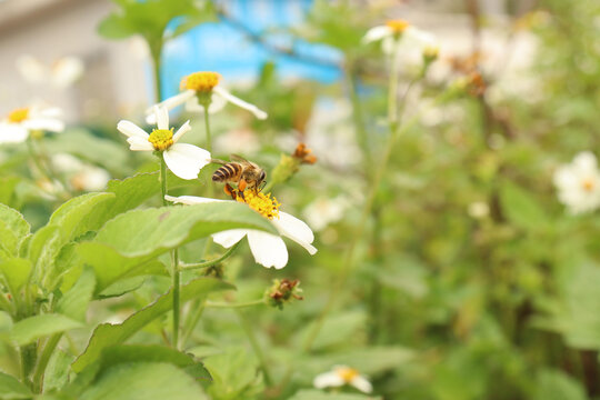 蜜蜂采蜜