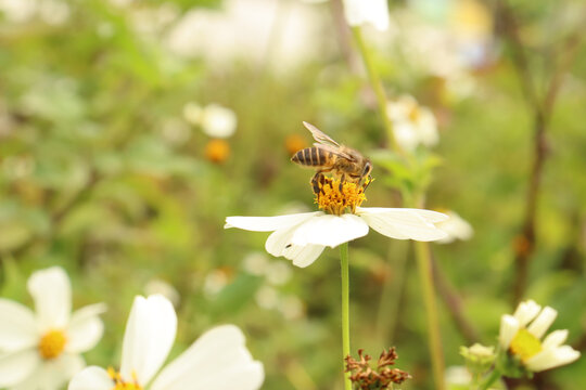 蜜蜂和花