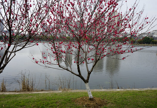 湖边的桃树开花了