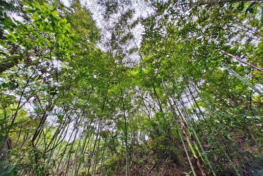 圣山竹林