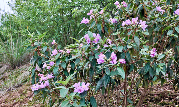 圣山山花