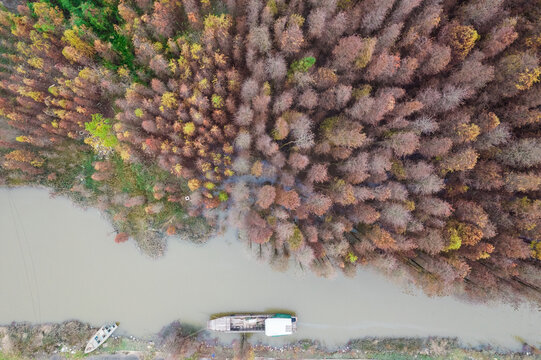 广东珠海山间秋天的水杉树