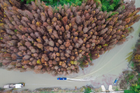 广东珠海山间秋天的水杉树