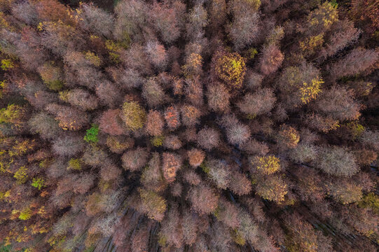 广东珠海秋天的落羽杉树