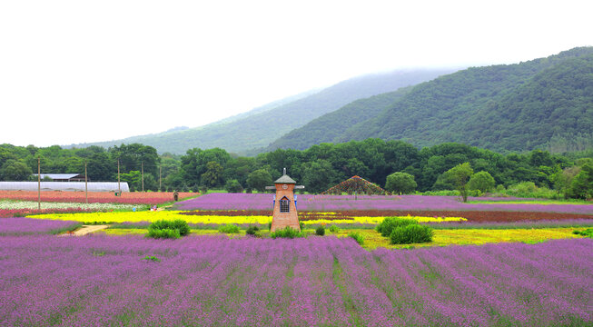 花海全景