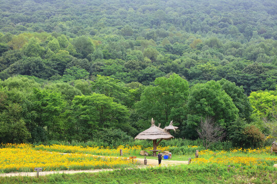 黑龙江帽儿山花海