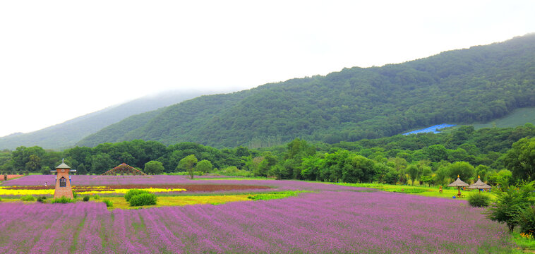 黑龙江帽儿山花海