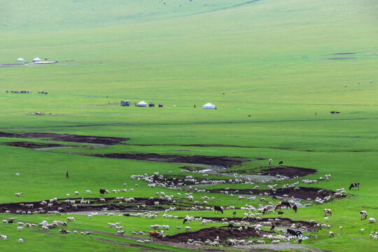 草原夏天牧场蒙古包羊群