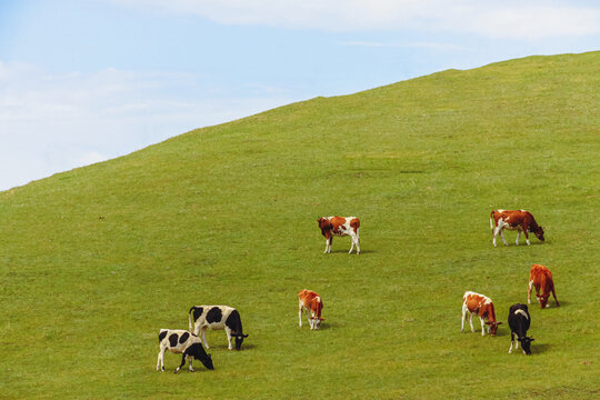 草原山坡牧场牛群