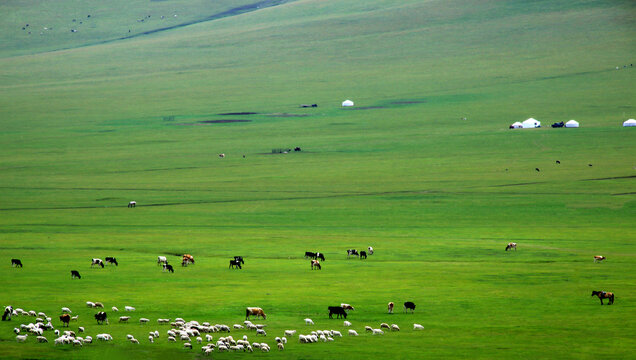 夏天牧场蒙古包羊群牛群
