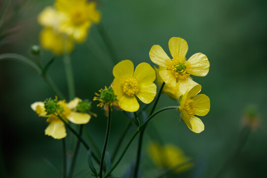 毛茛花