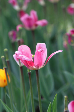 郁金香花海