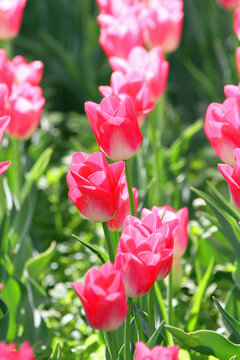 郁金香花海