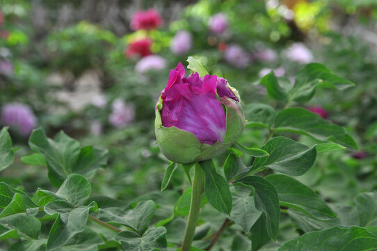 花蕾含苞待放牡丹花蕊