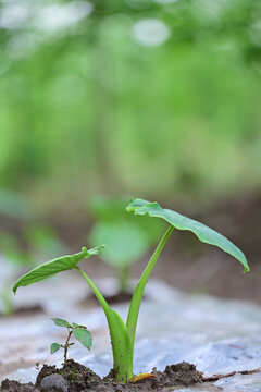 芋头特写