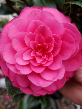 山茶花