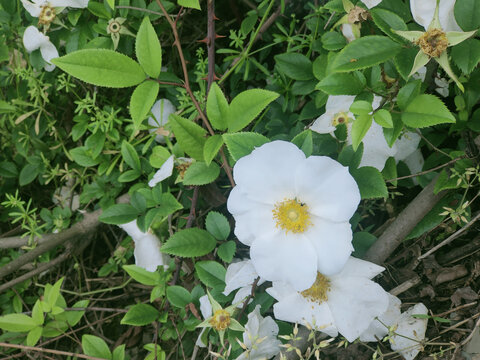 空心泡花