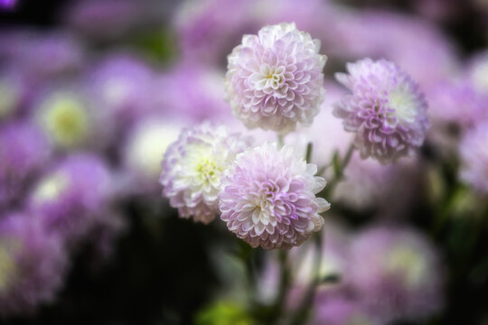 美丽的杭菊花图片