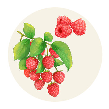 手绘水彩水果红树莓覆盆子