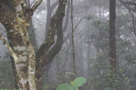 雾里的树林