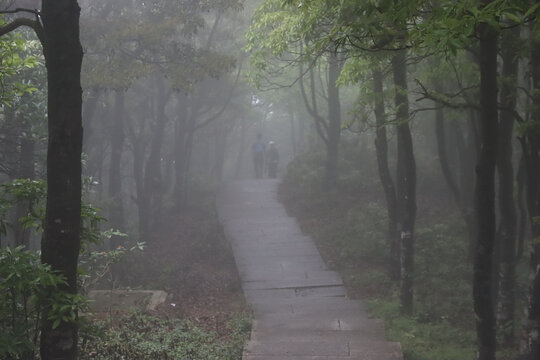 雾天林间小路