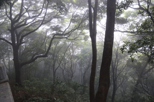 雾里的树林