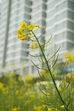 油菜花