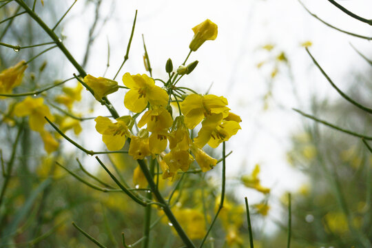 油菜花