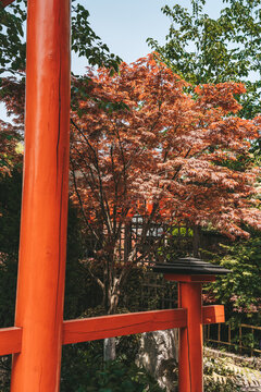 中国上海梦花源景区