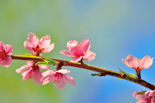 桃花