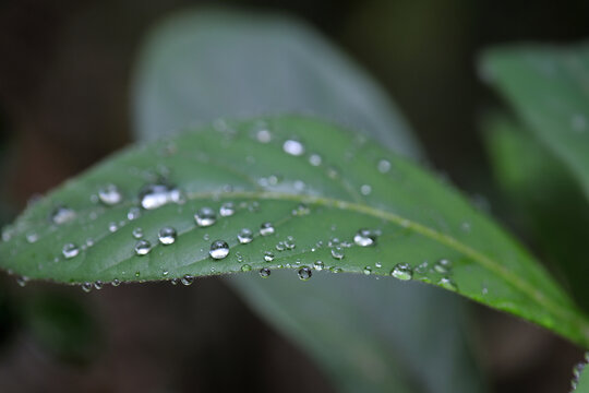 春色春雨水珠