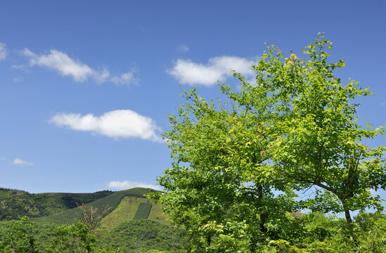 春天春色田园山野