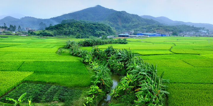 乡村小景田野