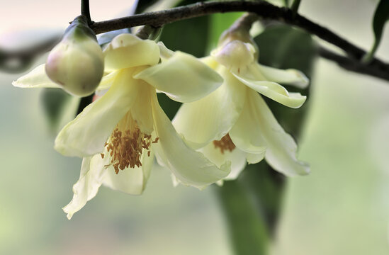 山茶花金茶花