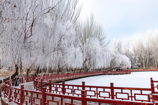 冬季公园湖岸树林雾凇雪景