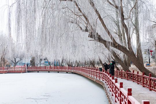 冬季公园湖岸树林雾凇雪景